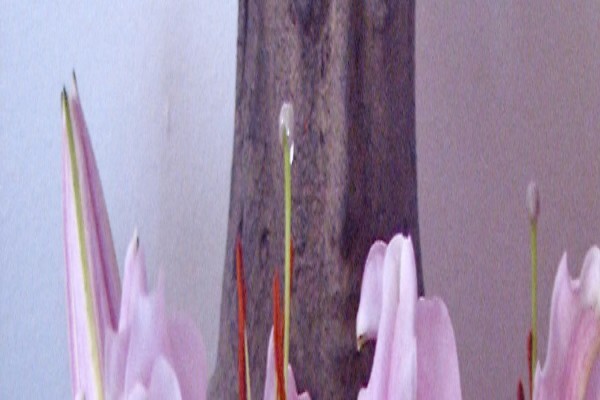 Avatara