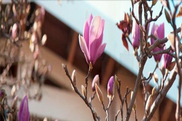 Burkleigh House Luxury Accommodation Guest House