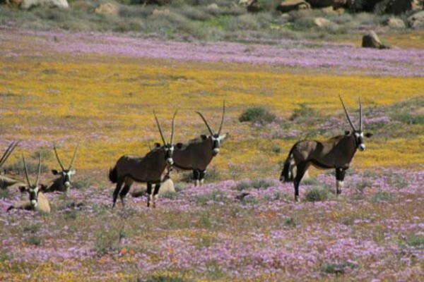 Desert Rose Guest House And Self Catering