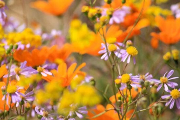 Desert Rose Guest House And Self Catering