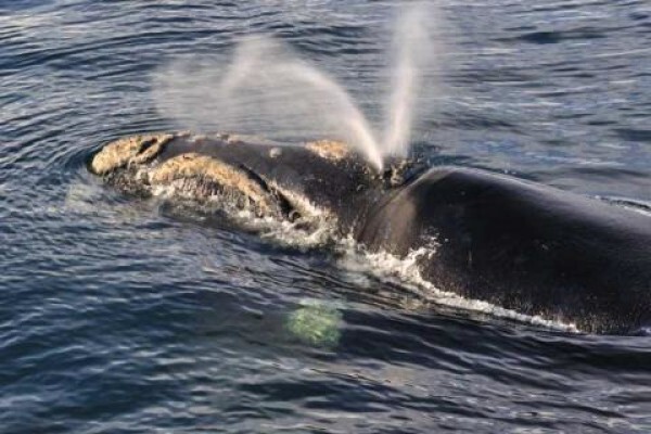 Visit Mossel Bay