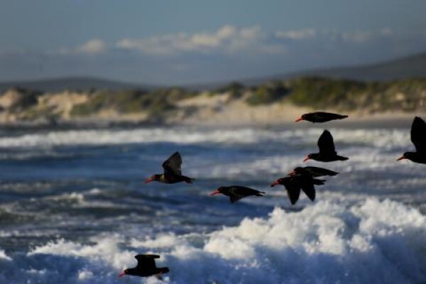 Visit Mossel Bay