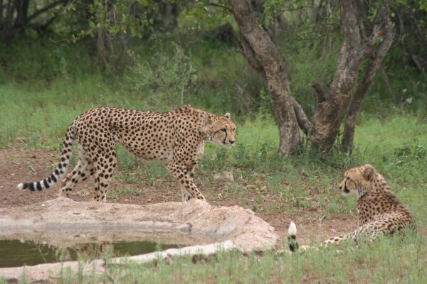 Kwa-Mbili Game Lodge