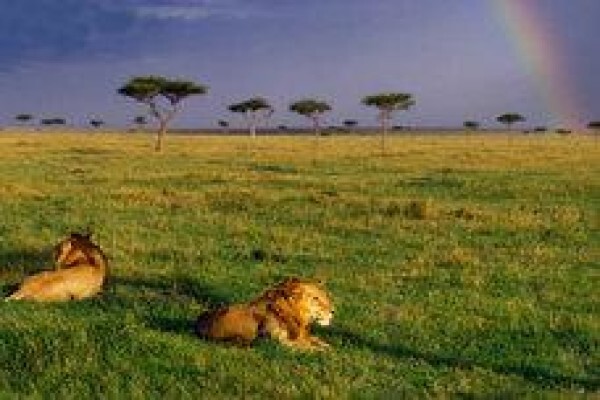African Signature