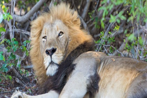 Kwa-Mbili Game Lodge