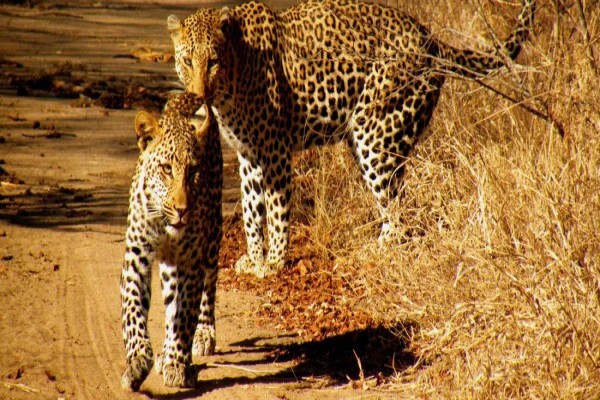 Kwa-Mbili Game Lodge
