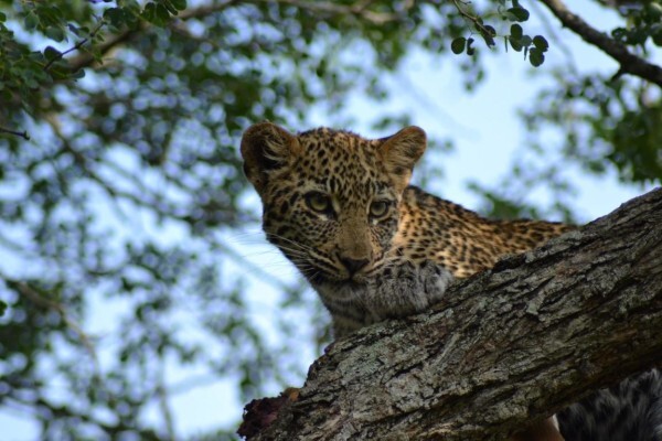 Kwa-Mbili Game Lodge