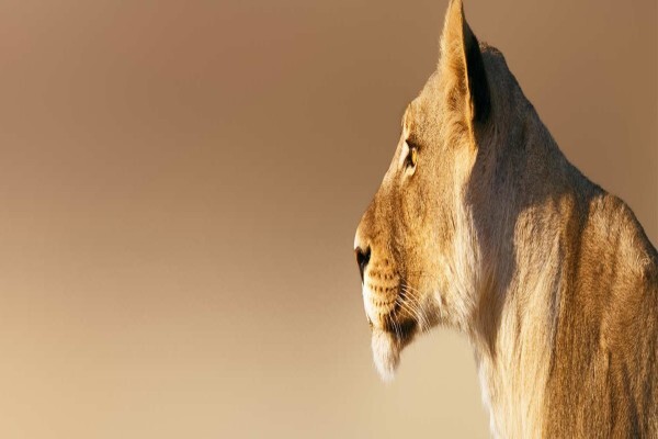 Lion Roars