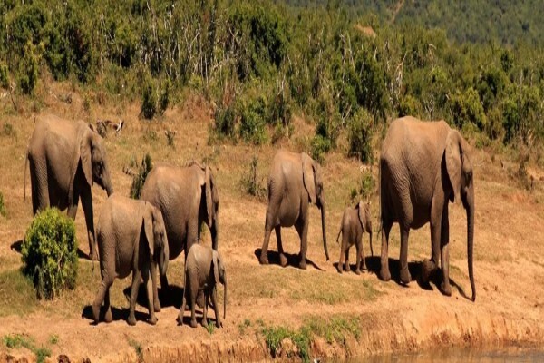 Buja Tours