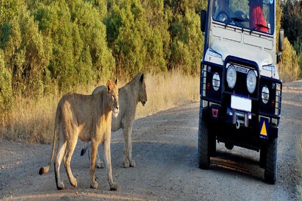 Buja Tours