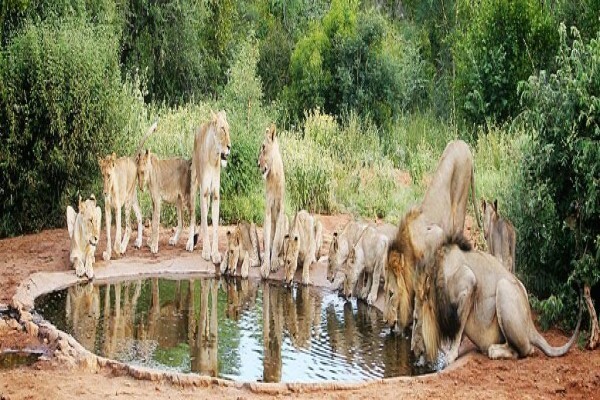 Buja Tours