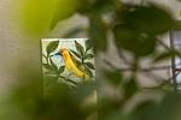 Kingfisher Guesthouse