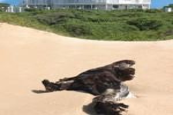 The Beach House Port Alfred
