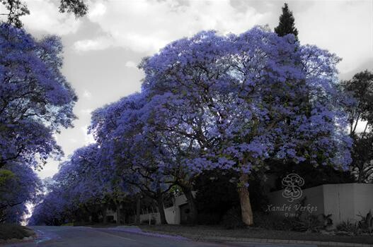 The Purple Tree Accommodation