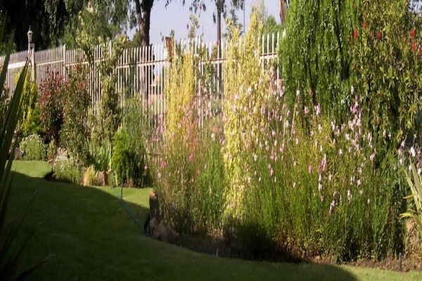 Birch Bush B&B