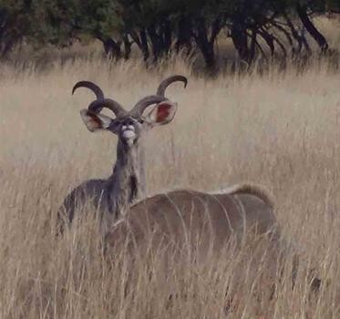 Yiwarra Game Lodge