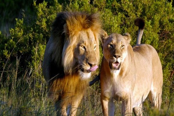 African Blue Tours