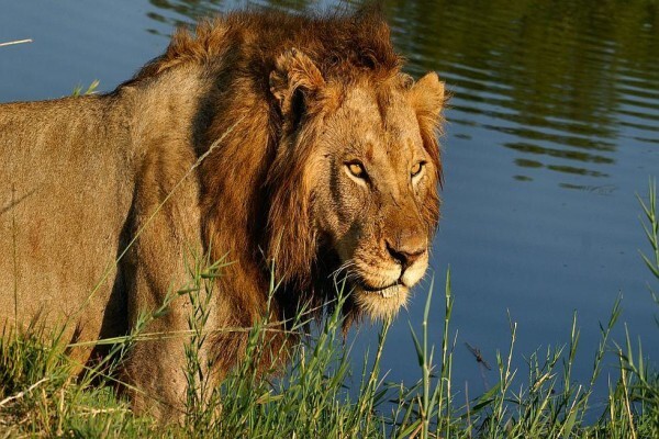African Blue Tours