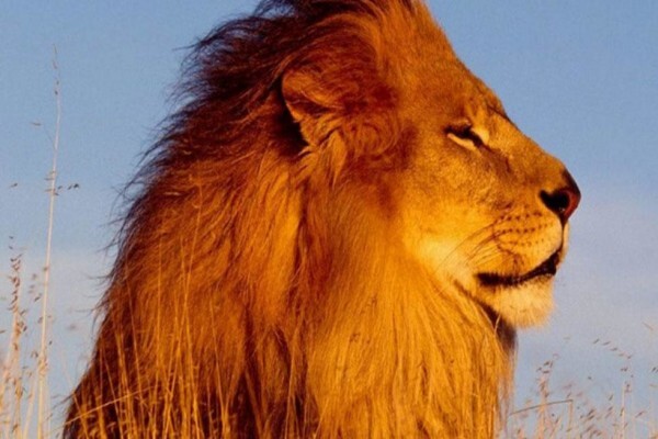 African Blue Tours