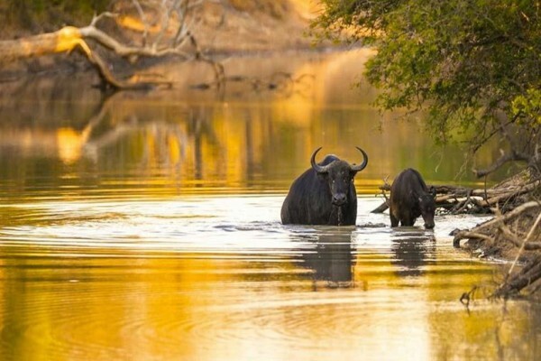 African Blue Tours