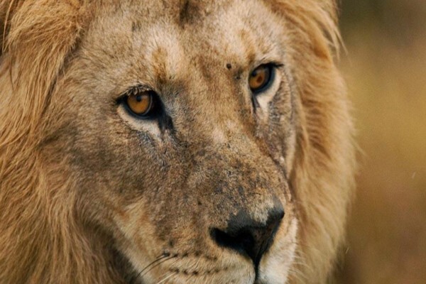 African Blue Tours