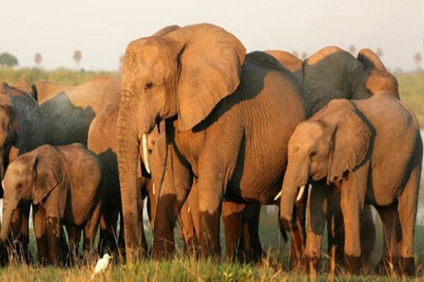 African Blue Tours