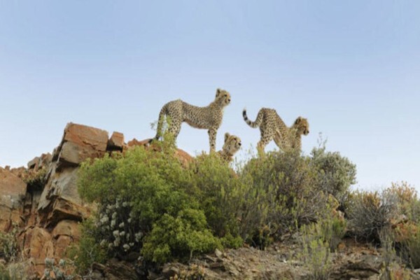 African Blue Tours