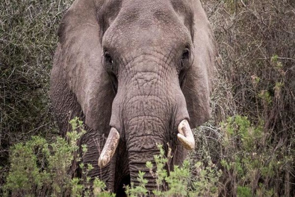 Plett Game Reserve