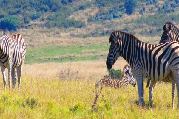 Plett Game Reserve