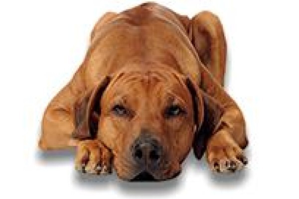 Ridgeback House