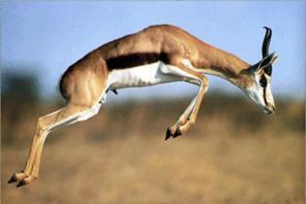 Springbokpan Guest Farm