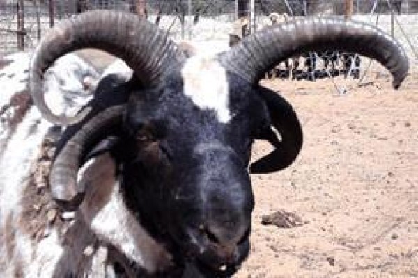 Springbokpan Guest Farm