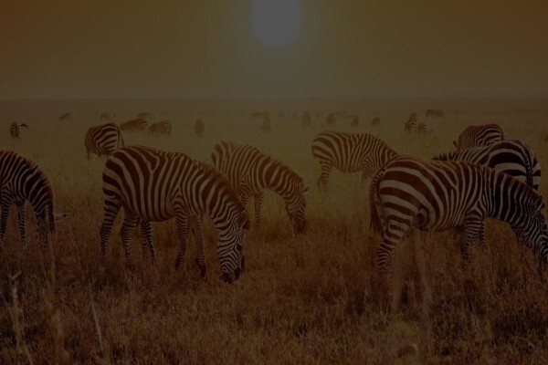 Kruger And More