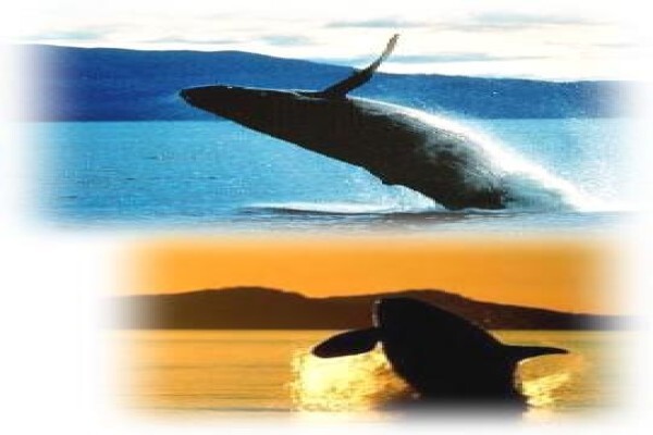 African Theme Tours