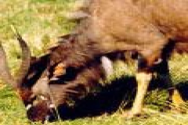 African Theme Tours