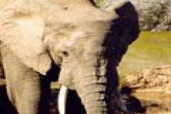 African Theme Tours