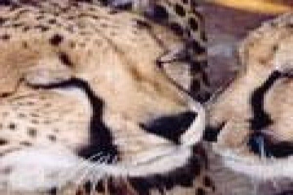 African Theme Tours