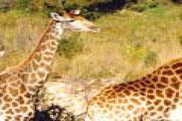 African Theme Tours