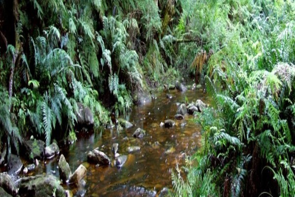 Elephant Hide Of Knysna Guest Lodge
