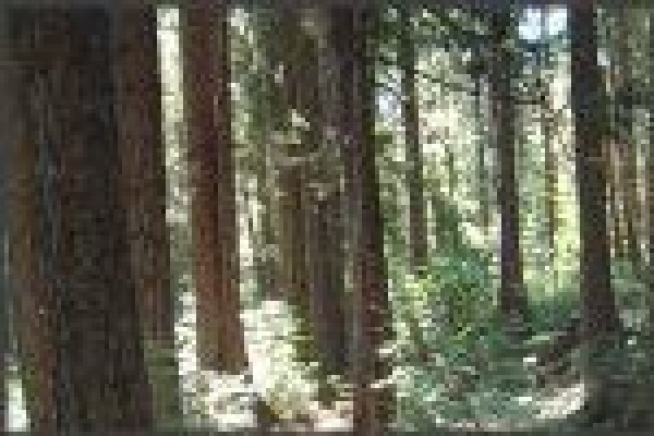 High Timbers Lodge