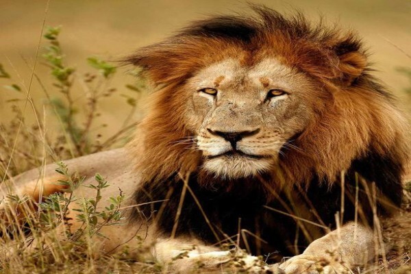 Kruger And More