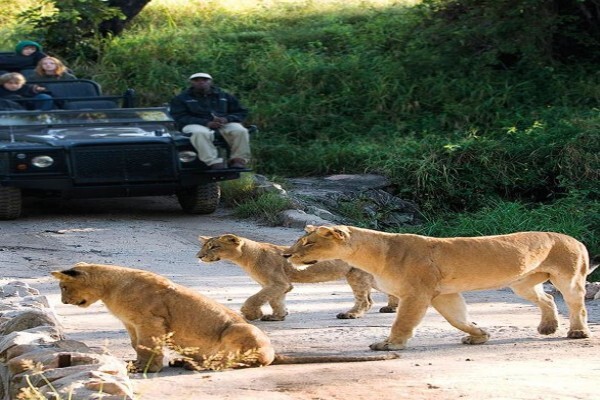 Kruger And More