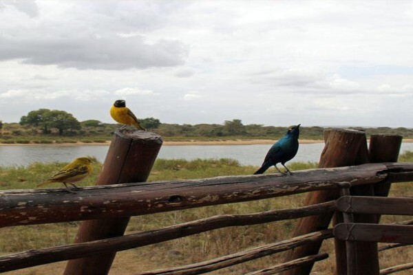 Kruger And More