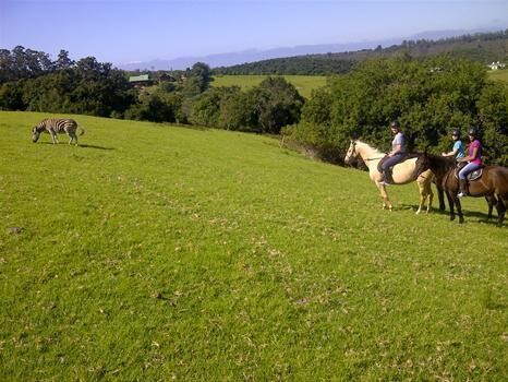 Hog Hollow Horse Trails