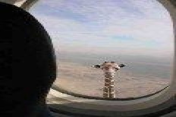 Amajuba Experience