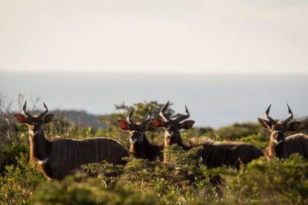 Fort D Acre Reserve