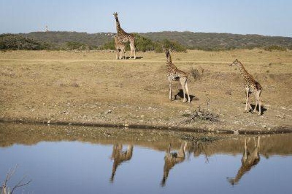 Fort D Acre Reserve
