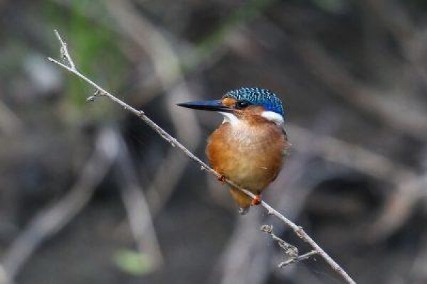 Fort D Acre Reserve
