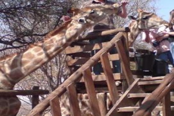 Idube Elihle Tours