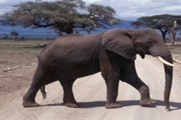 Idube Elihle Tours